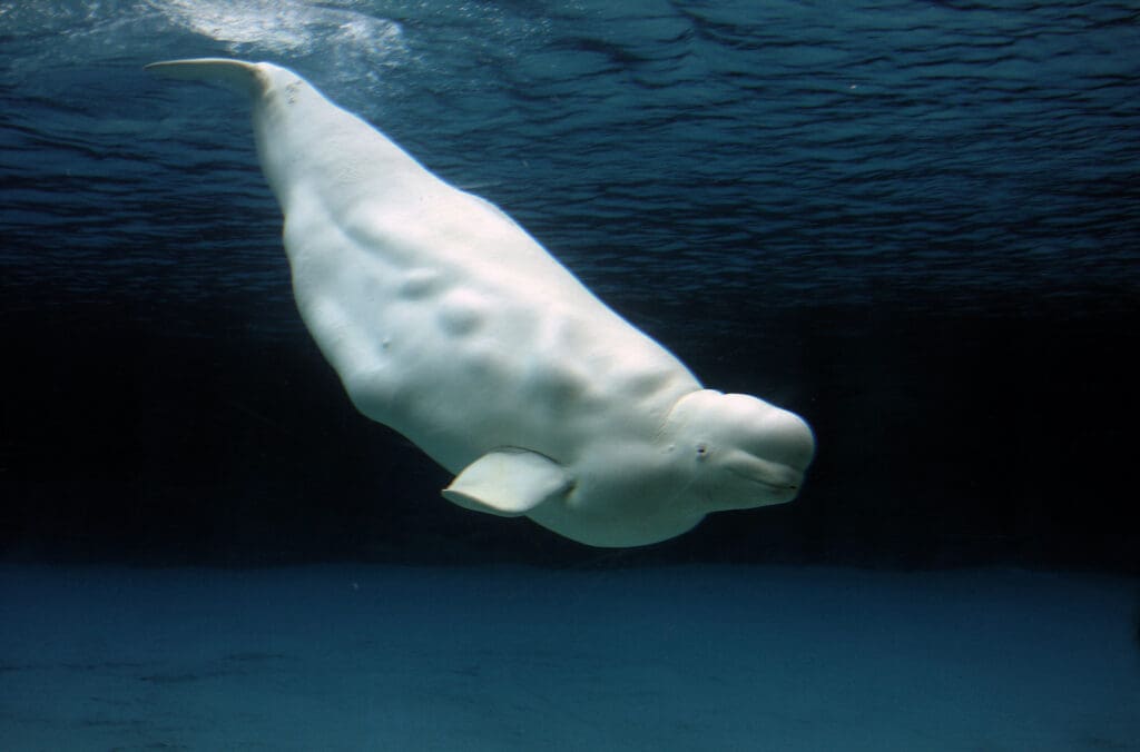 Churchill (Manitoba) A Haven for Polar Bear and Beluga Whale