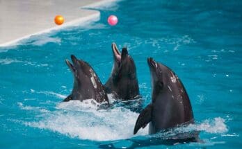 Dubai- Dolphinarium -A- Fusion- of -Entertainment -and -Education