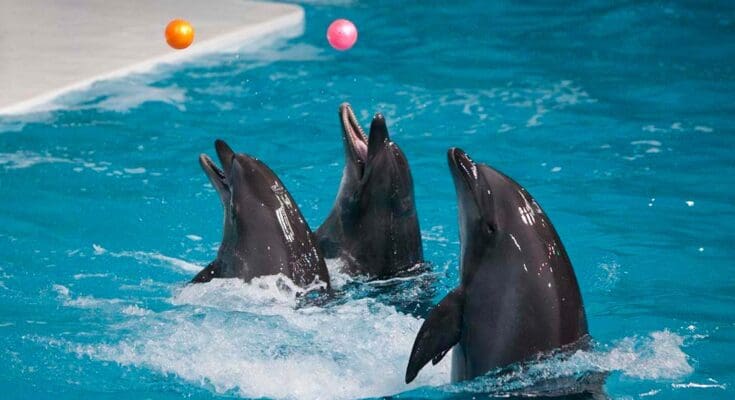 Dubai- Dolphinarium -A- Fusion- of -Entertainment -and -Education