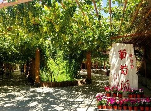 Explore- the -Unexpected: -Turpan's -Grape -Valley- Unveiled